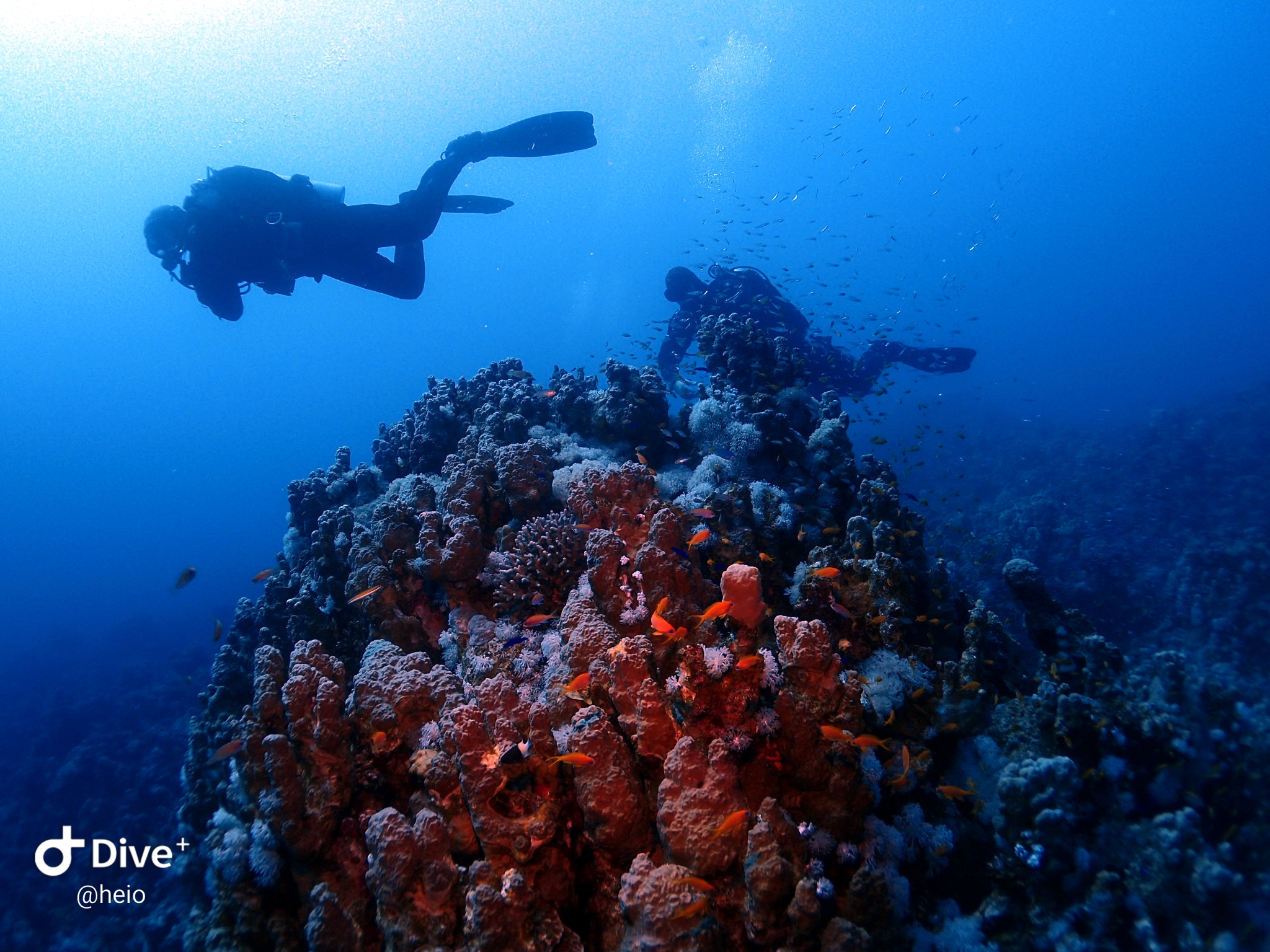 Tauchen im Roten Meer